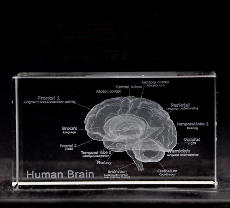 Clear acrylic block with engraved human brain diagram.