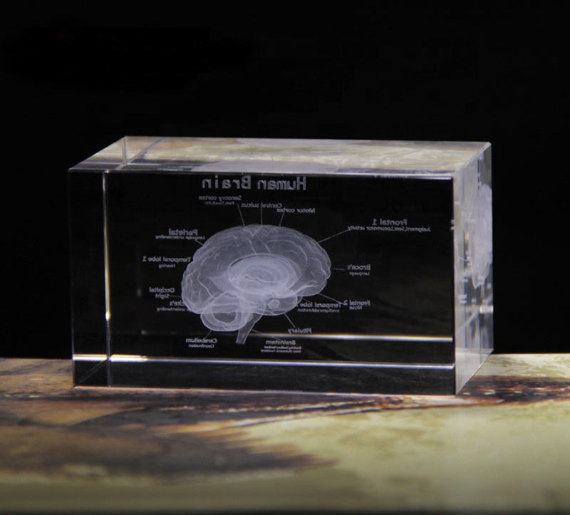 Brain Model - English