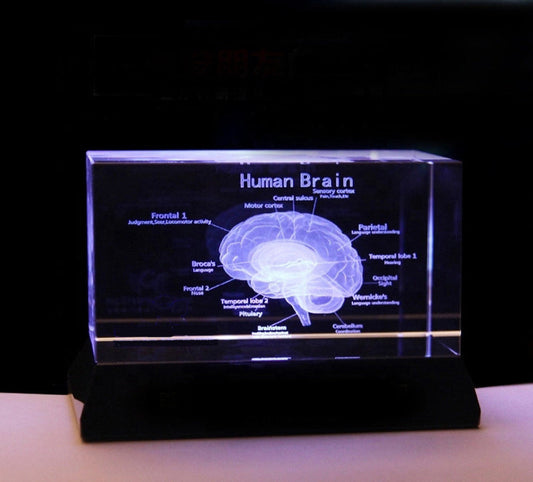 Brain Model - English