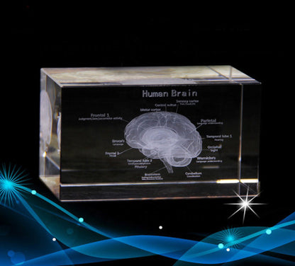 Brain Model - English