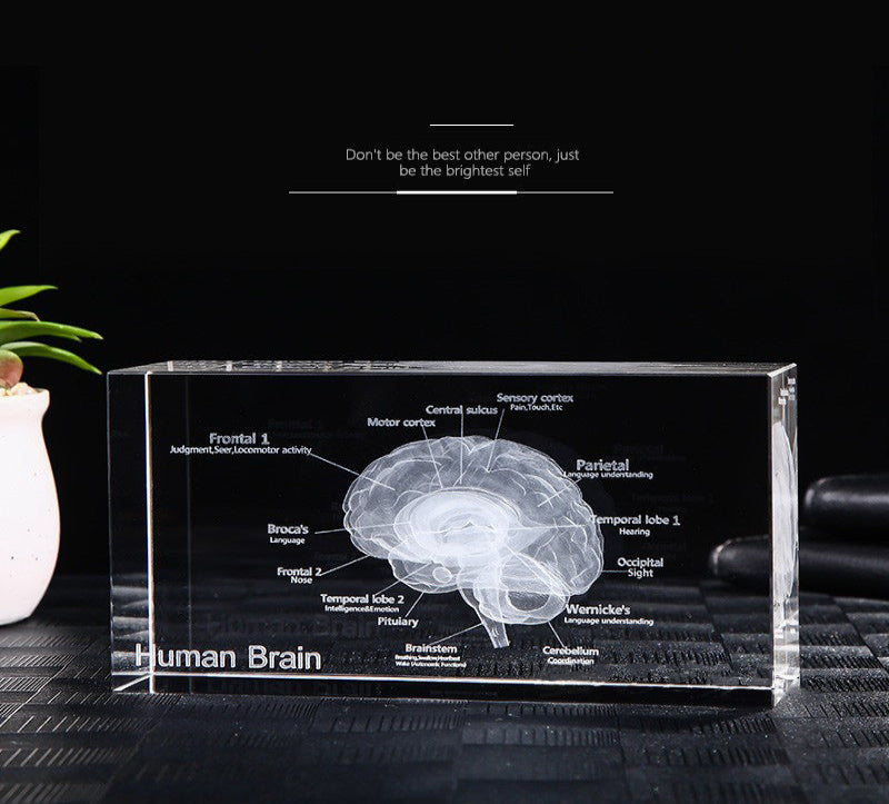 Brain Model - English