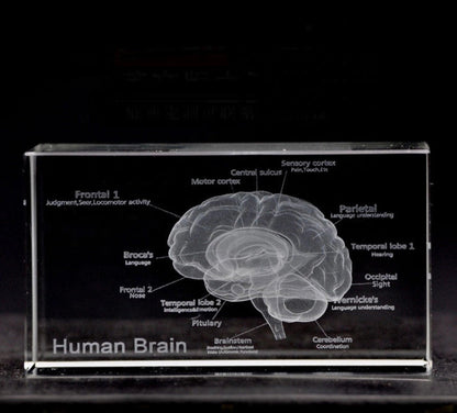 Clear acrylic block with engraved human brain diagram.