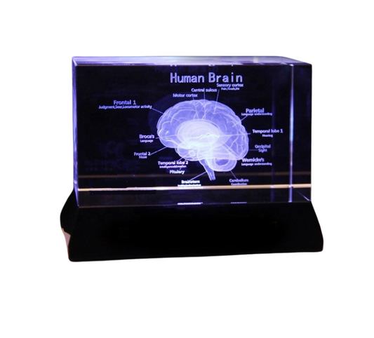 Brain Model - English